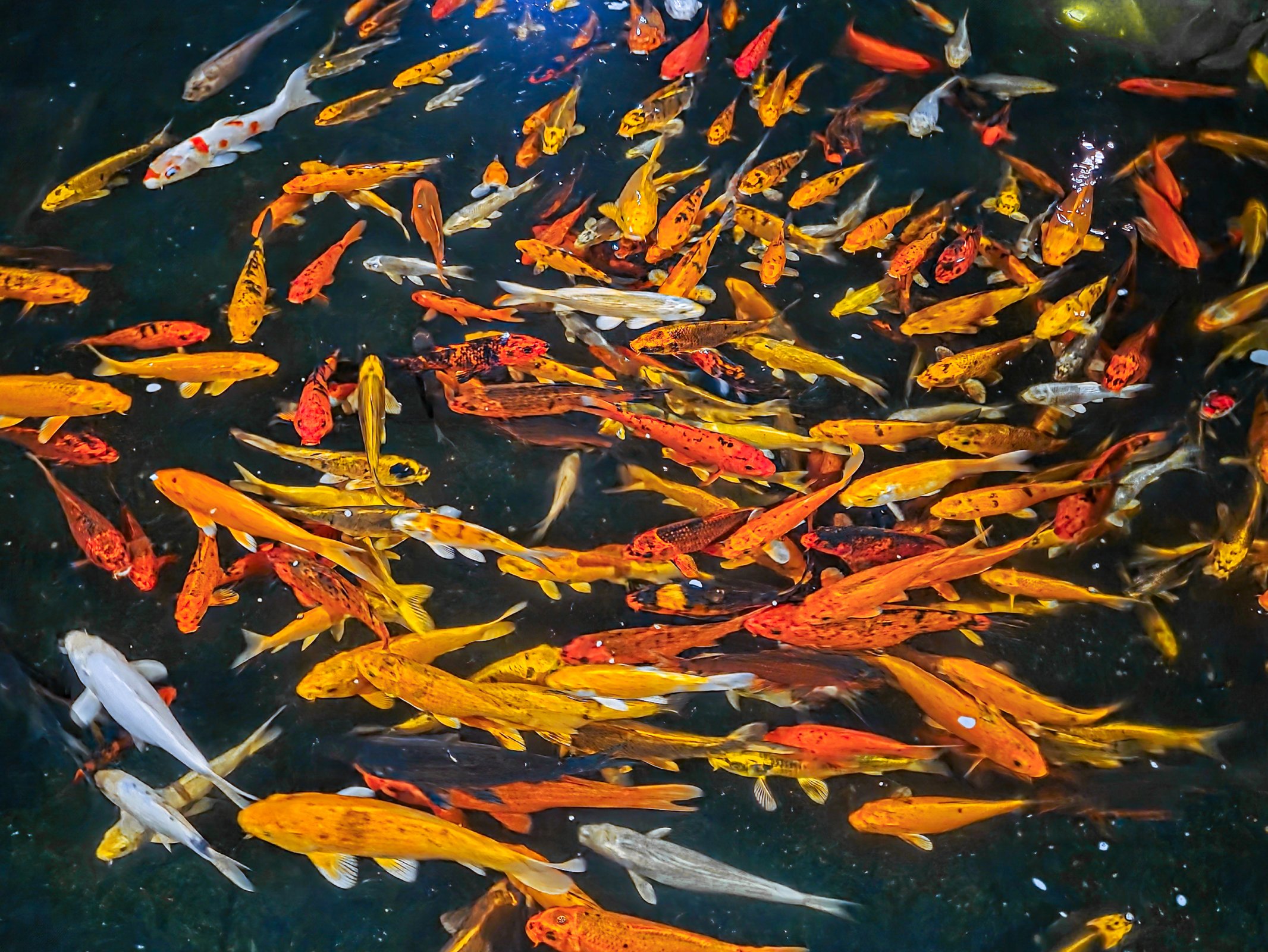 WM a n__chtl  Teich n-1.jpg