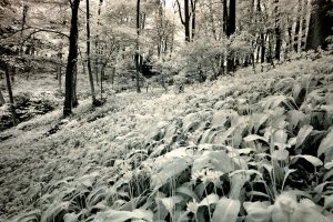 3B__rl_wald_c.jpg
