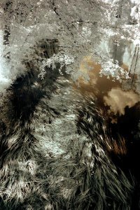 Wasserpflanzen__Medium_.jpg