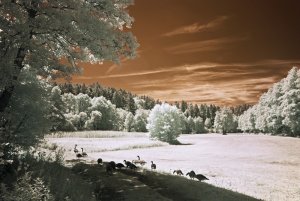 File_005c.jpg