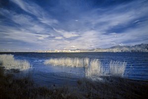 Schilf Frauenchiemsee s.jpg