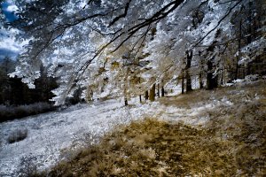 Waldweg s.jpg